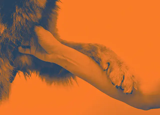 Canada West Veterinary Specialists