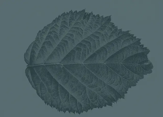 Alder Law
